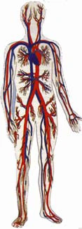 Chiropractic Santa Clarita CA Cardiovascular a medical diagram of the cardiovascular system