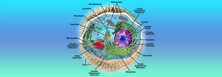 Chiropractic Santa Clarita CA Cellular Vitality a diagram of the anatomy of a cell