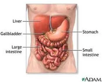A medical diagram depicting the digestive system