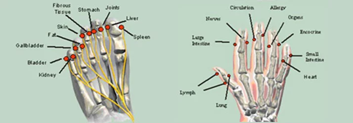 A medical diagram of fingers and toes as part of the meridian stress assessment