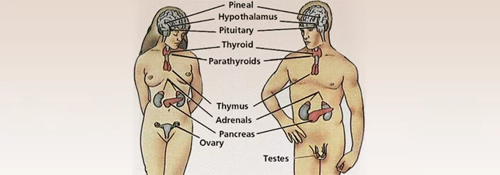 a medical diagram showing off the neuro hormonal system in males and females