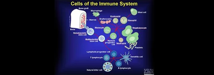Chiropractic Santa Clarita CA Strengthen Your Immune System 714x250 1 an infographic depicting the cells of the immune system